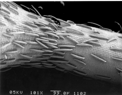 Camissonia strigulosa, strigose hypanthium hairs. Copyright © 2017 Dean Wm. Taylor. 